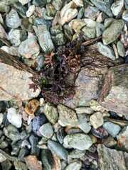 Chondrus crispus
