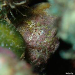 Antennatus tuberosus
