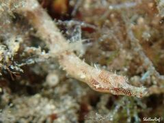 Halicampus edmondsoni