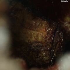 Antennatus tuberosus