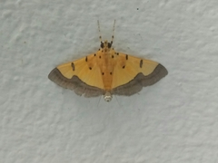 Endocrossis