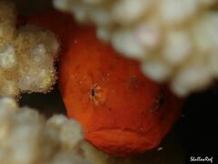 Antennatus tuberosus