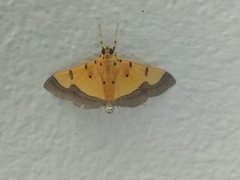 Endocrossis