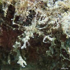 Lambrachaeus ramifer