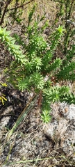 Aspalathus cordata