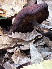 Gymnopilus luteofolius