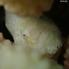 Antennatus tuberosus