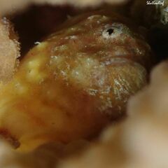 Antennatus tuberosus