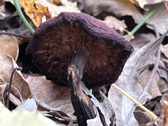 Gymnopilus luteofolius