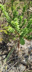 Aspalathus cordata