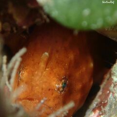 Antennatus tuberosus