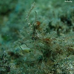 Lambrachaeus ramifer