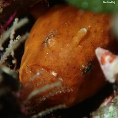 Antennatus tuberosus