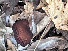 Gymnopilus luteofolius