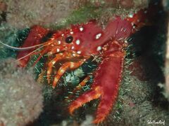 Enoplometopus occidentalis