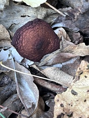 Gymnopilus luteofolius