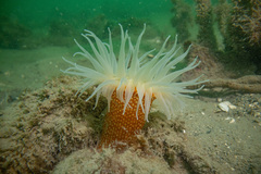 Bunodactis chrysobathys