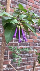 Iochroma cyaneum