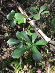 Cussonia thyrsiflora