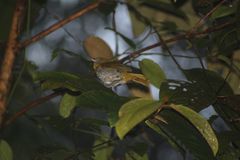 Chlorospingus flavigularis