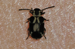 Xylodes binodulus sinuatus
