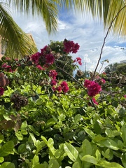 Bougainvillea