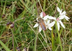 Radumeris tasmaniensis