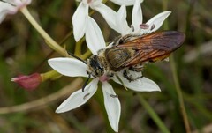 Radumeris tasmaniensis