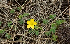 Oxalis perennans