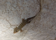 Thecadactylus rapicauda