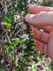 Philotheca buxifolia