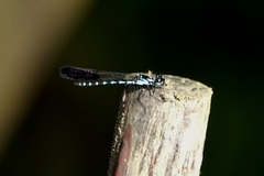 Heliocypha perforata