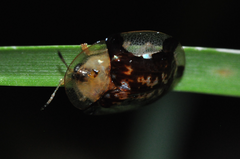 Aspidimorpha quinquefasciata