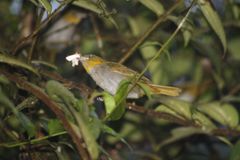 Chlorospingus flavigularis