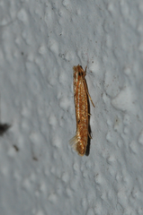 Amphixystis syntricha