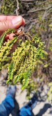 Struthiola striata