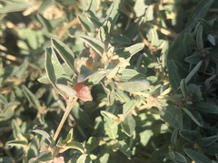 Atriplex semibaccata