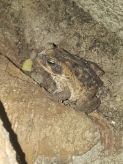 Rhinella horribilis
