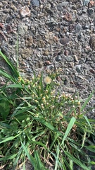 Erigeron bonariensis