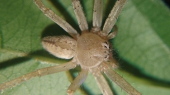Olios