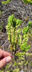 Struthiola striata