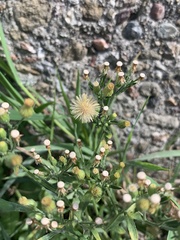 Erigeron bonariensis