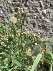 Erigeron bonariensis