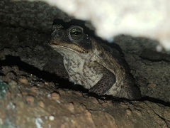 Rhinella horribilis