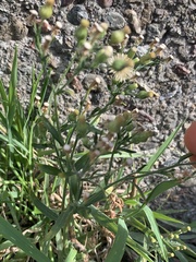 Erigeron bonariensis