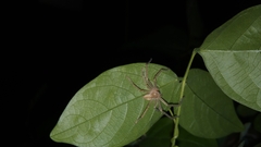 Olios