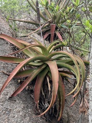 Aloe spicata