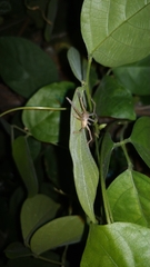 Olios