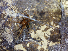 Loxosceles yucatana