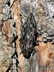 Chalcophora angulicollis